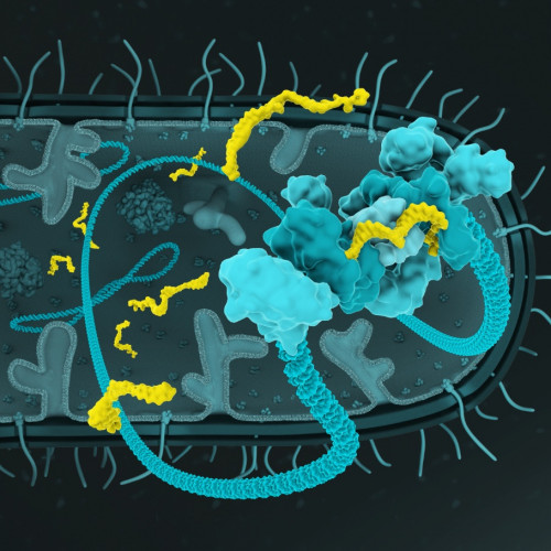 Scientific illustration of a bacterial cell interior
